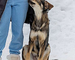 Собаки в Москве: Отличный охранник, молодой пес Платон, метис ретривера в добрые руки Мальчик, 10 руб. - фото 2
