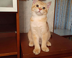 Кошки в Москве: Шотландский котенок скоттиш-страйт Мальчик, 20 000 руб. - фото 1