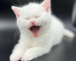 Кошки в Москве: Британский плюшевый котик Мальчик, 15 000 руб. - фото 1