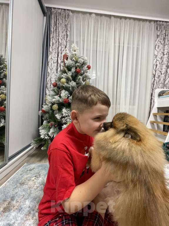 Собаки в Москве: Отдам в хорошие руки Мальчик, 15 000 руб. - фото 3