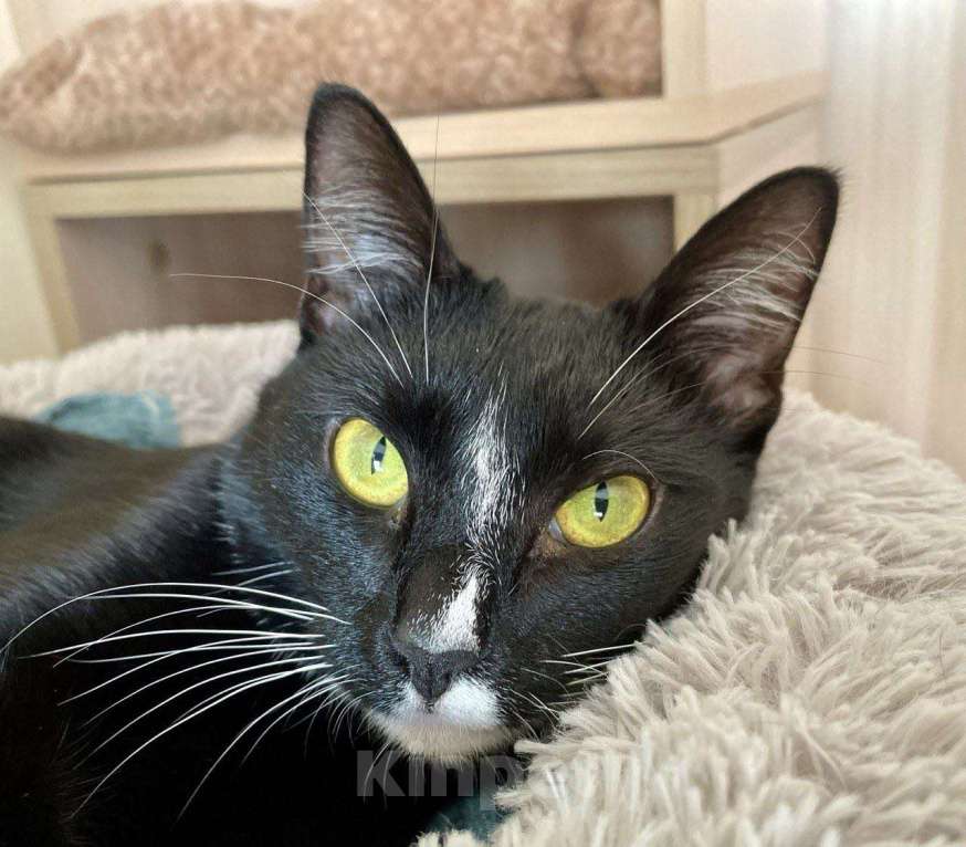 Кошки в Москве: Шарошка, зеленоглазая красавица Девочка, Бесплатно - фото 1