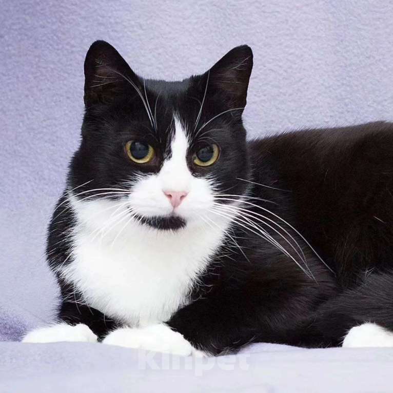 Кошки в Москве: Самая ласковая на свете кошечка грустит в боксе одна Девочка, Бесплатно - фото 2