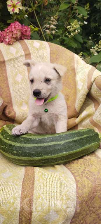 Собаки в Балашихе: щенок в добрые руки Мальчик, Бесплатно - фото 4