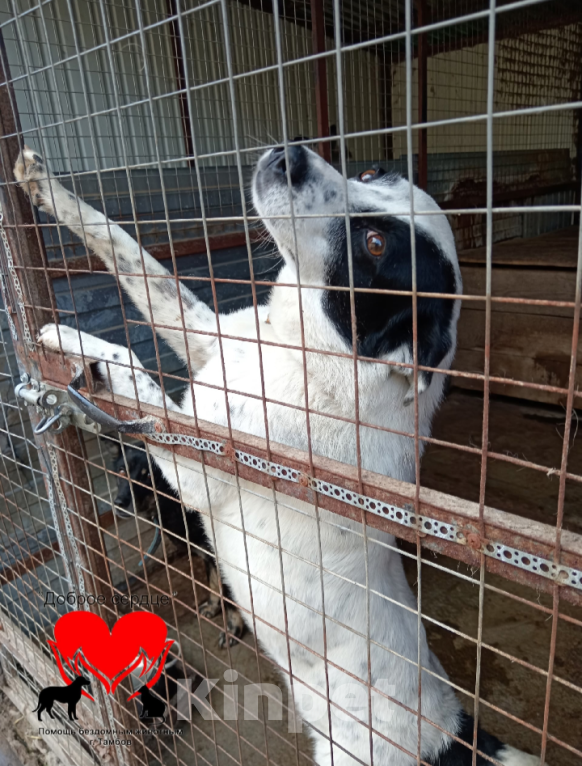 Собаки в Тамбове: Рекс (Бим) Мальчик, Бесплатно - фото 3