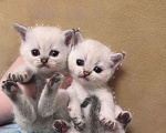 Кошки в Краснодаре: Британские котята  Девочка, 13 000 руб. - фото 2