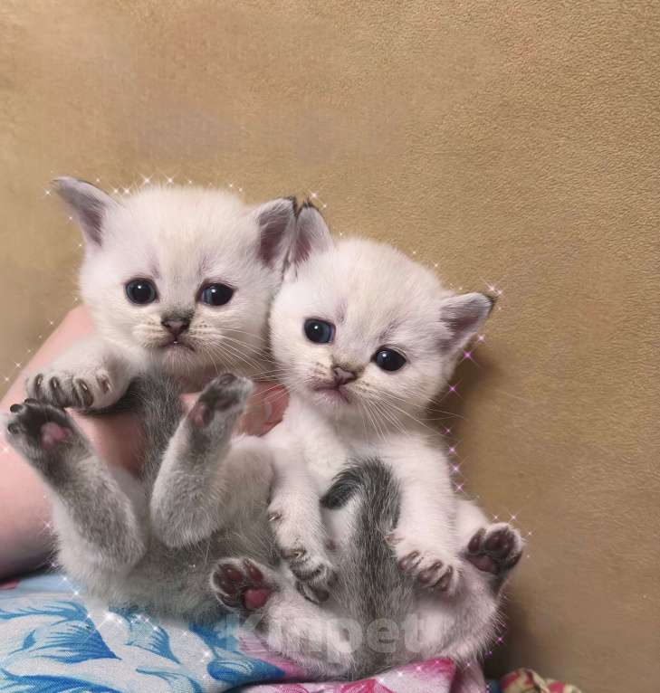 Кошки в Краснодаре: Британские котята  Девочка, 13 000 руб. - фото 2