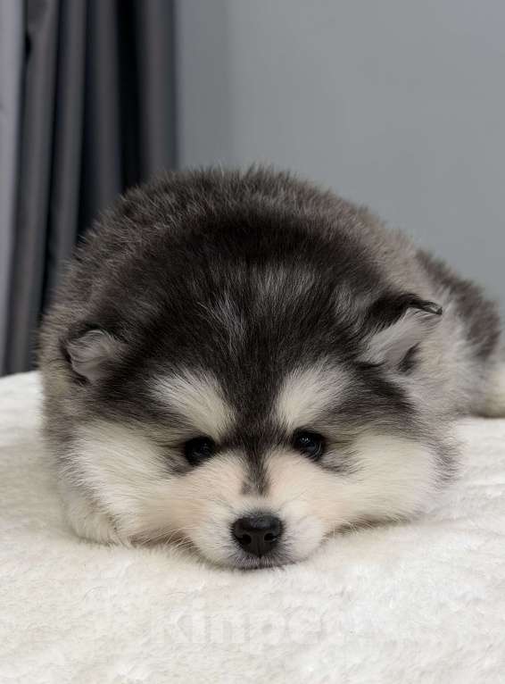 Собаки в Санкт-Петербурге: Мальчик помски Мальчик, 70 000 руб. - фото 3