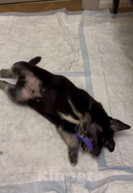 Собаки в Москве: Метис лабрадора и лайки ищет ДОБРЫЕ руки Мальчик, Бесплатно - фото 4