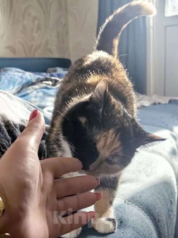 Кошки в Москве: красотка Мотя ждет свою семью Девочка, Бесплатно - фото 2