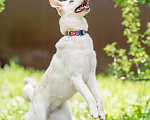 Собаки в Подольске: Собака Рикотта в добрые руки Девочка, Бесплатно - фото 5
