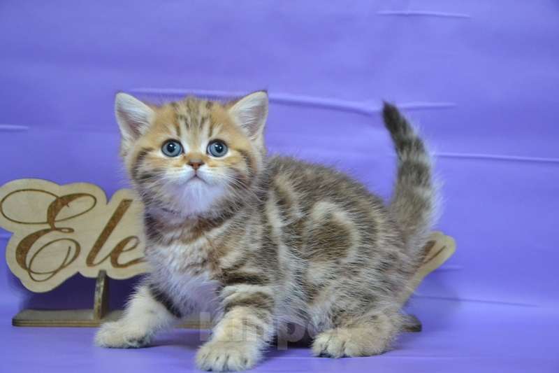 Кошки в Москве: Мальчики страйтики золотые Мальчик, 40 000 руб. - фото 2