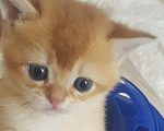 Кошки в Можайске: Котята Скоттиш фолд/страйт Разнополые, Бесплатно - фото 5