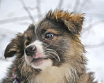 Собаки в Чехове: Лапочка Плюша (Ива) в добрые руки! Девочка, Бесплатно - фото 1