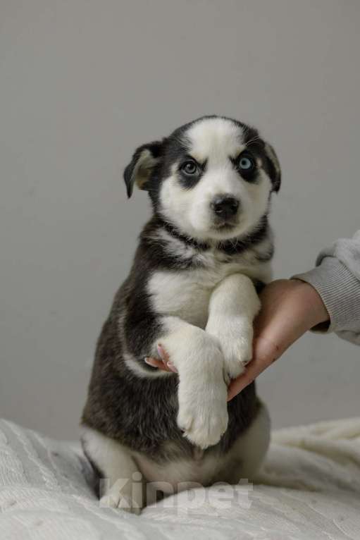 Собаки в Москве: Щенок белый с черными пятнами голубые глаза ищет дом Девочка, Бесплатно - фото 8