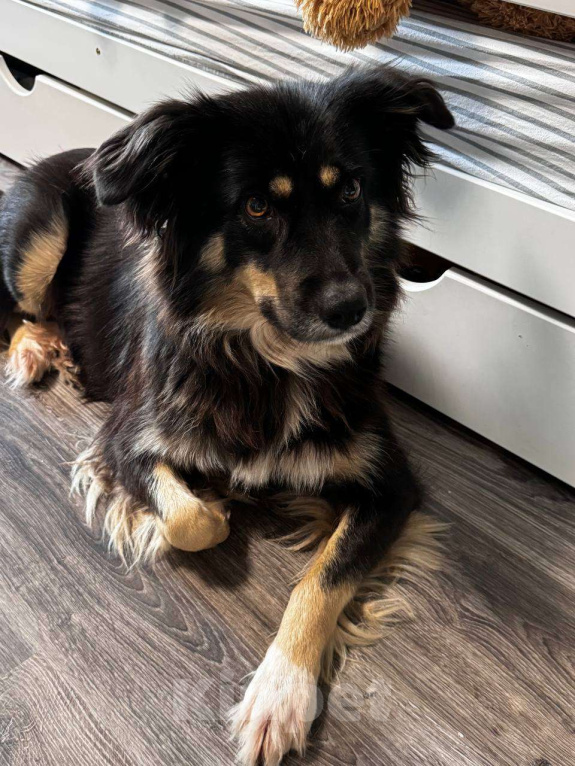 Собаки в Москве: Луняша, 5 лет Девочка, Бесплатно - фото 3