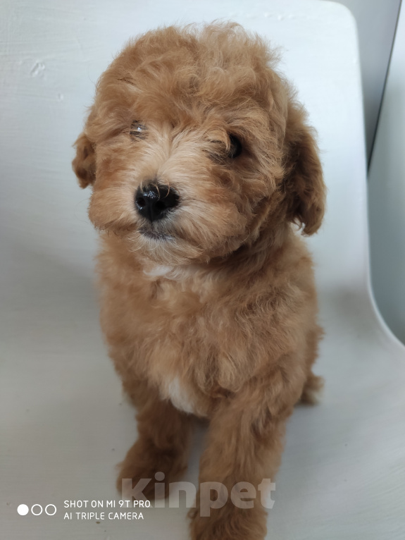 Собаки в Сергиеве Посаде: Мальтипу f1 Мальчик, 55 000 руб. - фото 2