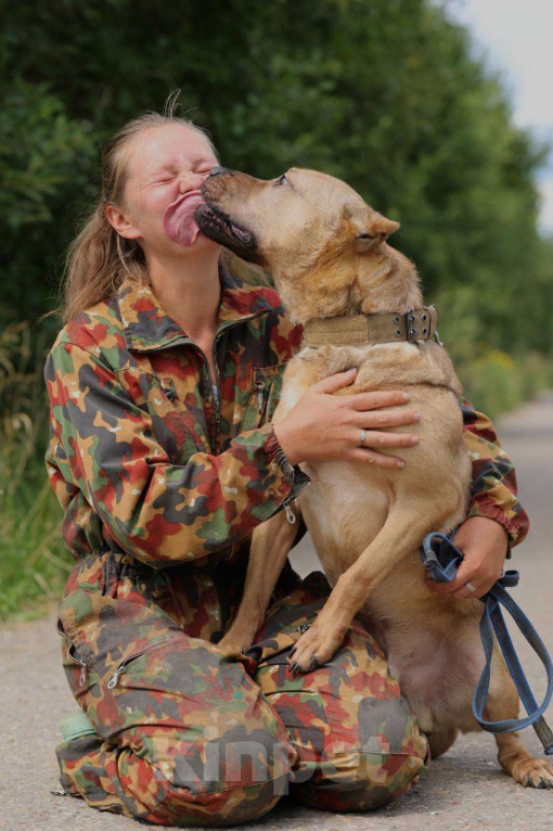 Собаки в Москве: Грей, метис питбуля, ищет дом  Мальчик, Бесплатно - фото 4