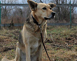 Собаки в Москве: Собака, которая познала Дзен ищет дом Девочка, Бесплатно - фото 3