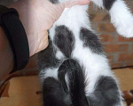 Кошки в Таганроге: Вислоухие котята, Бесплатно - фото 4