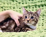 Кошки в Москве: Сладкий добрейший котенок Маффин ищет дом  Мальчик, Бесплатно - фото 3