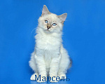 Кошки в Москве: Невский маскарадный котенок Марсель Мальчик, 25 000 руб. - фото 4