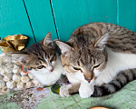 Кошки в Иркутске: Отдам котенка! Мальчик, Бесплатно - фото 3