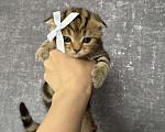 Кошки в Стерлитамаке: Шотландские котята Девочка, 10 000 руб. - фото 6