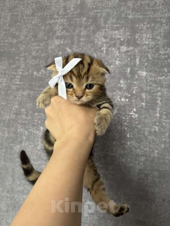 Кошки в Стерлитамаке: Шотландские котята Девочка, 10 000 руб. - фото 6