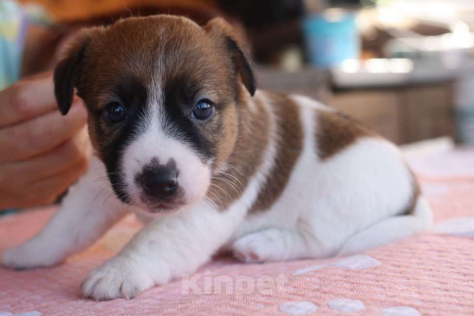 Собаки в Всеволожске: ММ ФЕВРОНИЯ МУРОМСКАЯ Девочка, 50 000 руб. - фото 2