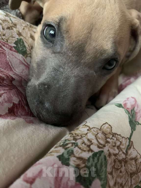 Собаки в Тольятти: Продам щенка питбуля Мальчик, 13 500 руб. - фото 5