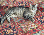 Кошки в Москве: Очаровательный молодой котик-полосатик Рысик Мальчик, Бесплатно - фото 7
