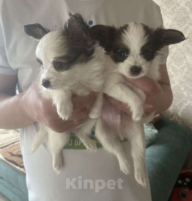 Собаки в Бийске: Щенки Мальчик, 40 000 руб. - фото 2