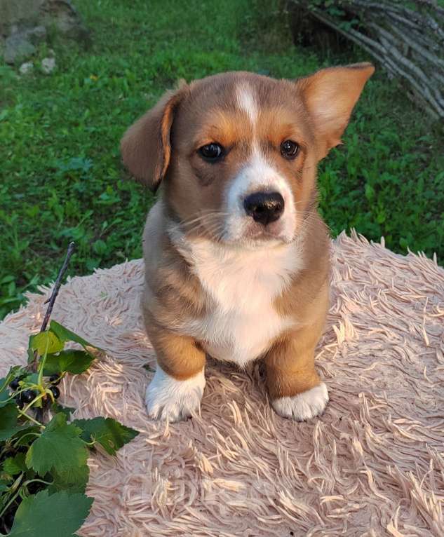 Собаки в Екатеринбурге: Щенки Корги Кардиган  Мальчик, Бесплатно - фото 2