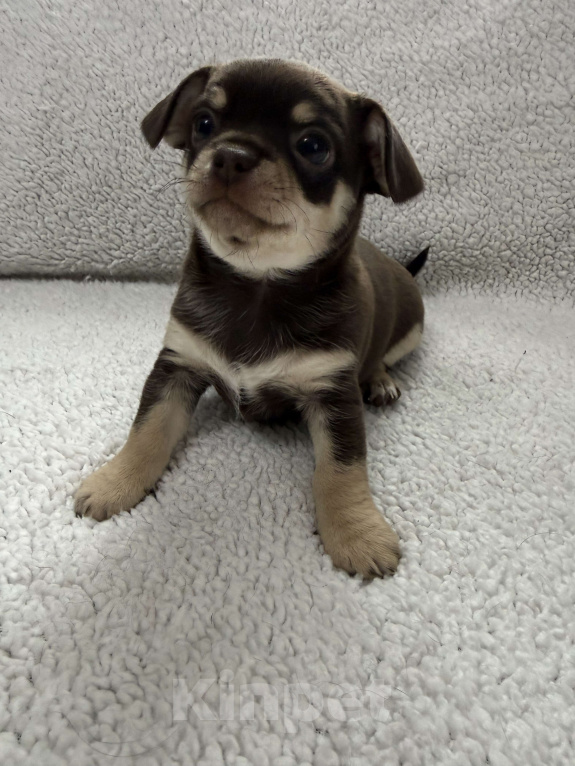 Собаки в других городах Московской области: Мальчик чихуахуа Генрих Мальчик, 50 000 руб. - фото 6