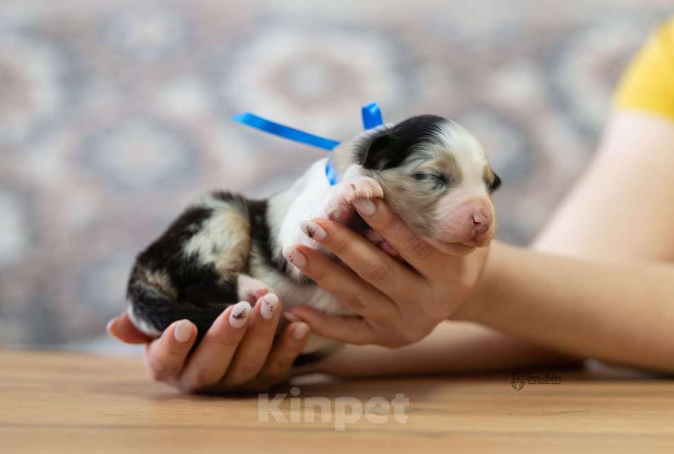 Собаки в Москве: Австралийская овчарка, щенок аусси Мальчик, Бесплатно - фото 3