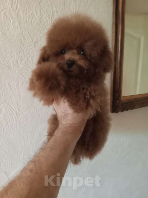 Собаки в Москве: Той-пудель, Китай  Девочка, 135 000 руб. - фото 3