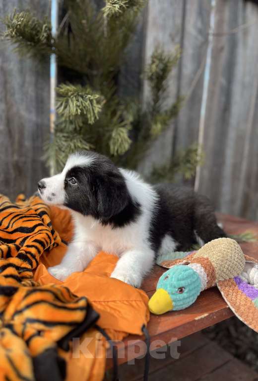 Собаки в других городах Алтайского края: Щенок Бордер Колли Мальчик, 130 000 руб. - фото 5