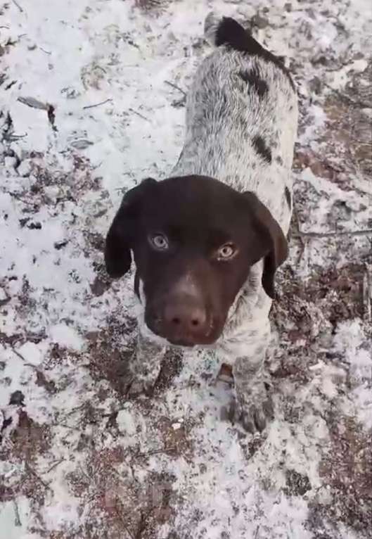 Собаки в Москве: Щенок дратхаара  Мальчик, 15 000 руб. - фото 3