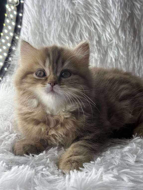 Кошки в Люберцах: Шотландские котята Девочка, Бесплатно - фото 4