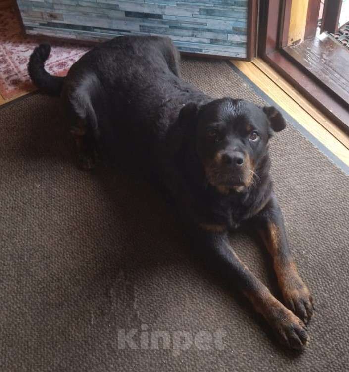 Собаки в других городах Московской области: Найдена собака Девочка, Бесплатно - фото 3