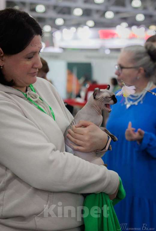 Кошки в Москве: Ищем кота породы Эльф для вязки Девочка, Бесплатно - фото 4