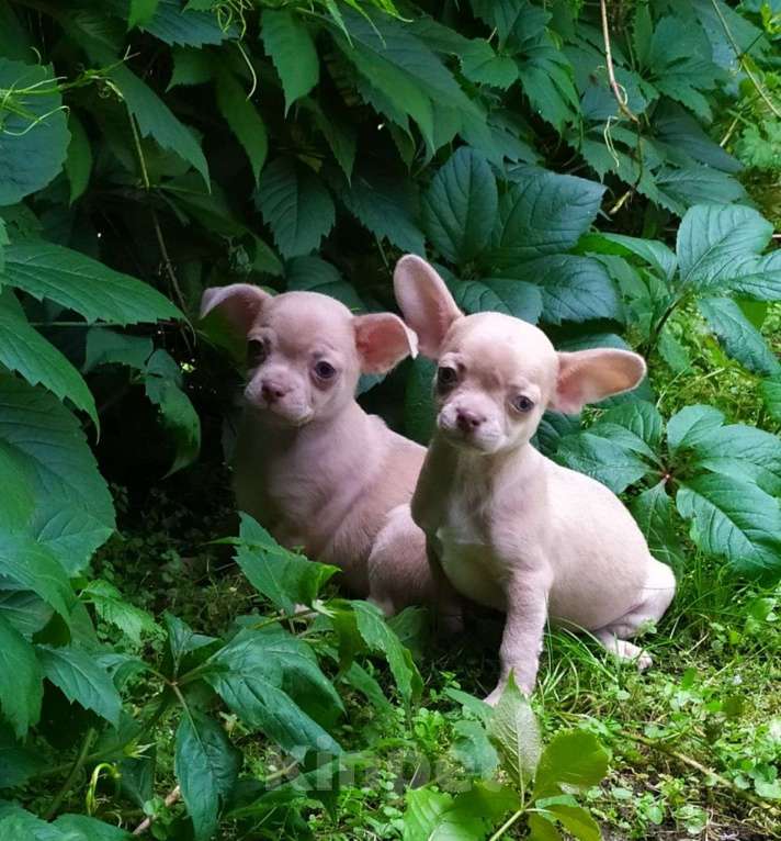 Собаки в Москве: лиловый мальчик симпатичный Мальчик, 45 000 руб. - фото 8