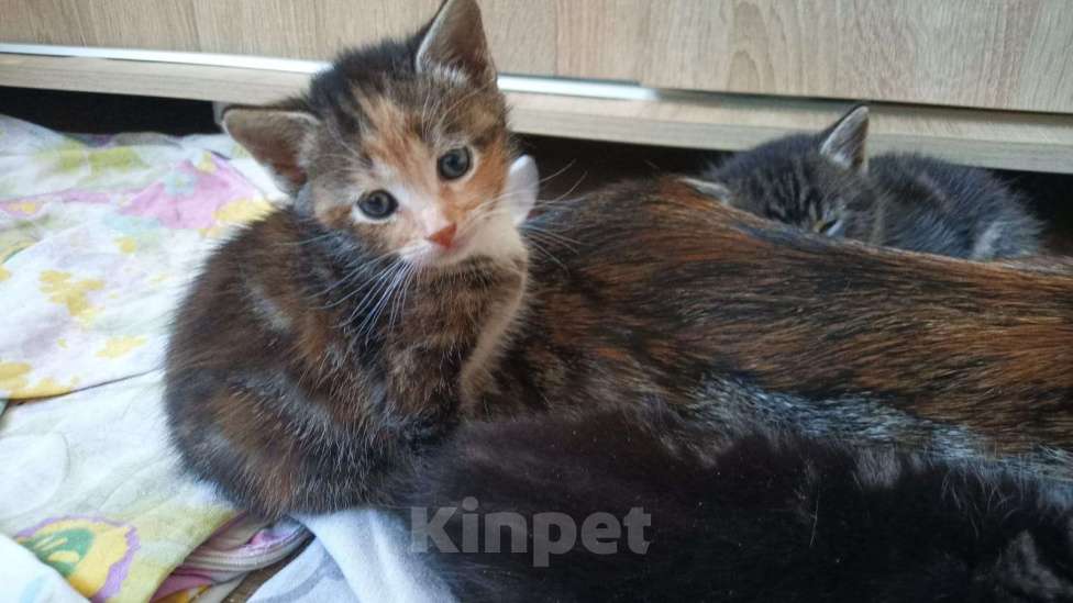 Кошки в Санкт-Петербурге: Котята ищут свой дом Разнополые, 100 руб. - фото 3