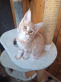 Котёнок мейн-кун