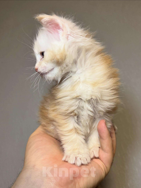 Кошки в Кудрово: Мальчик шадед линий  Мальчик, 70 000 руб. - фото 1