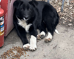 Собаки в Краснодаре: Собачка ласковая Девочка, Бесплатно - фото 1