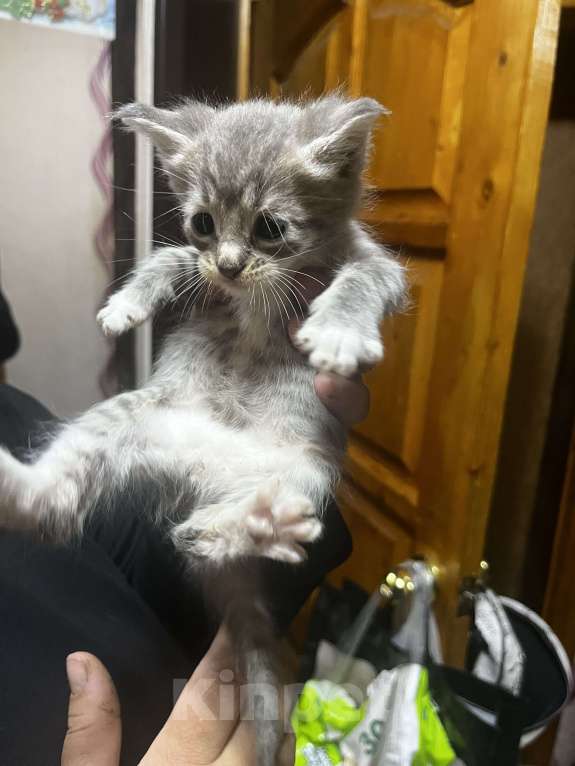 Кошки в Твери: Котята мейн-кун Девочка, 1 500 руб. - фото 1