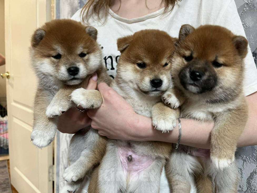 Собаки в Ярославле: Предлагаю к бронированию щенка сиба-ину Мальчик, Бесплатно - фото 2