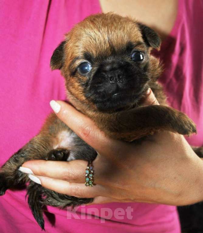 Собаки в Москве: Малый брабансон рыжая миниатюрная девочка Девочка, 60 000 руб. - фото 3