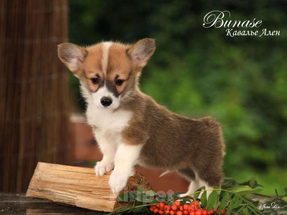 Собаки в других городах Московской области: Бунасе Кавалье Ален Мальчик, 40 000 руб. - фото 4